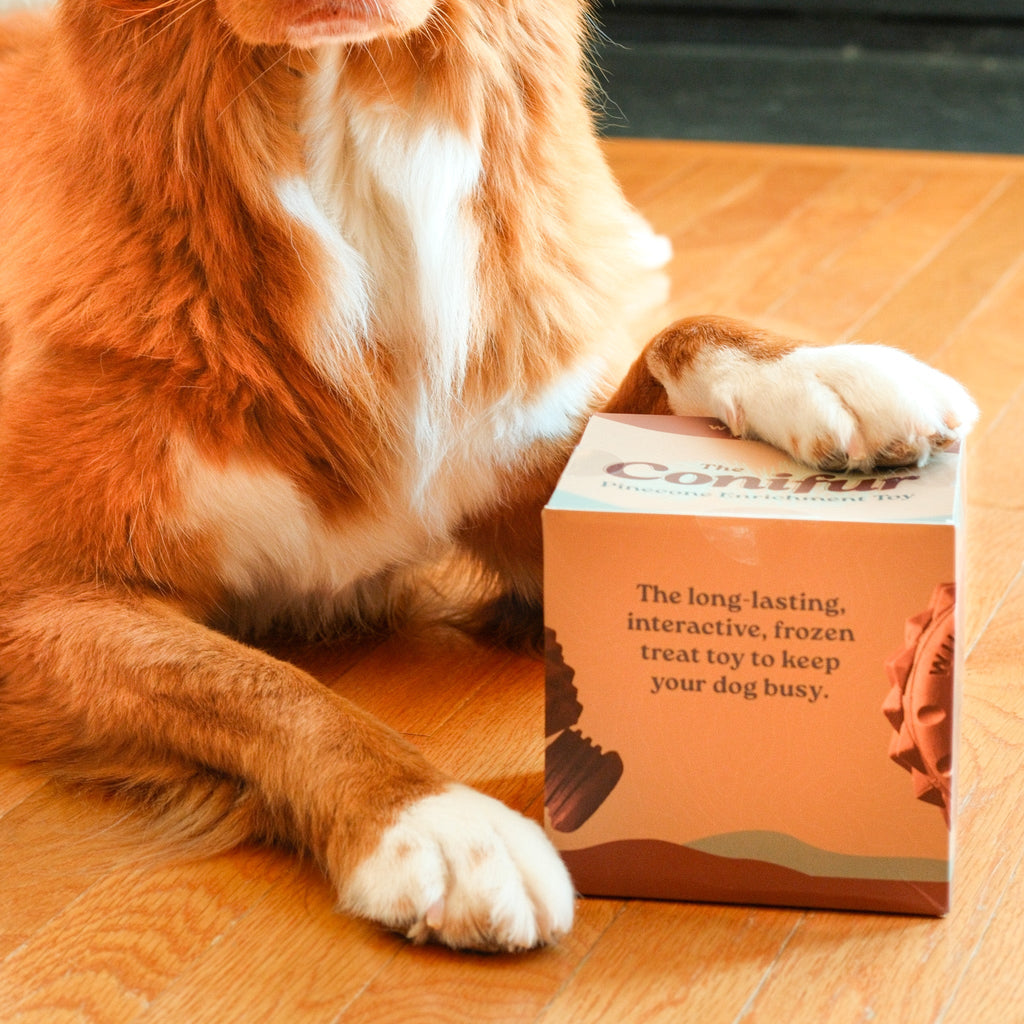 The Conifur