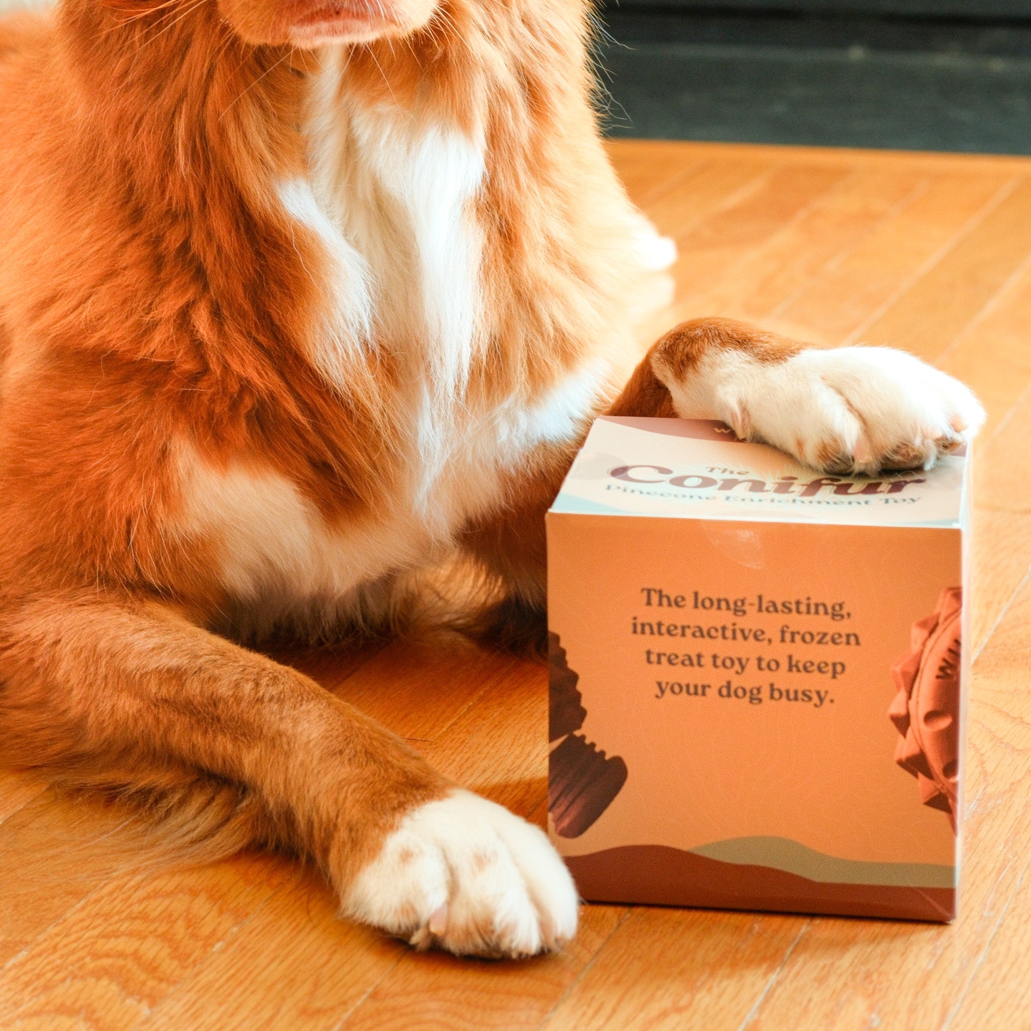 The Conifur