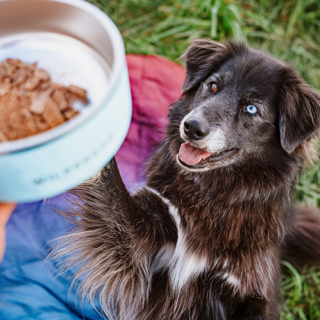 Stainless Steel Dog Bowl